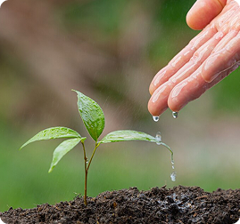 Hand watering a young sapling, representing Bhoovedyam's blend of traditional composting and scientific techniques for sustainable soil health.
